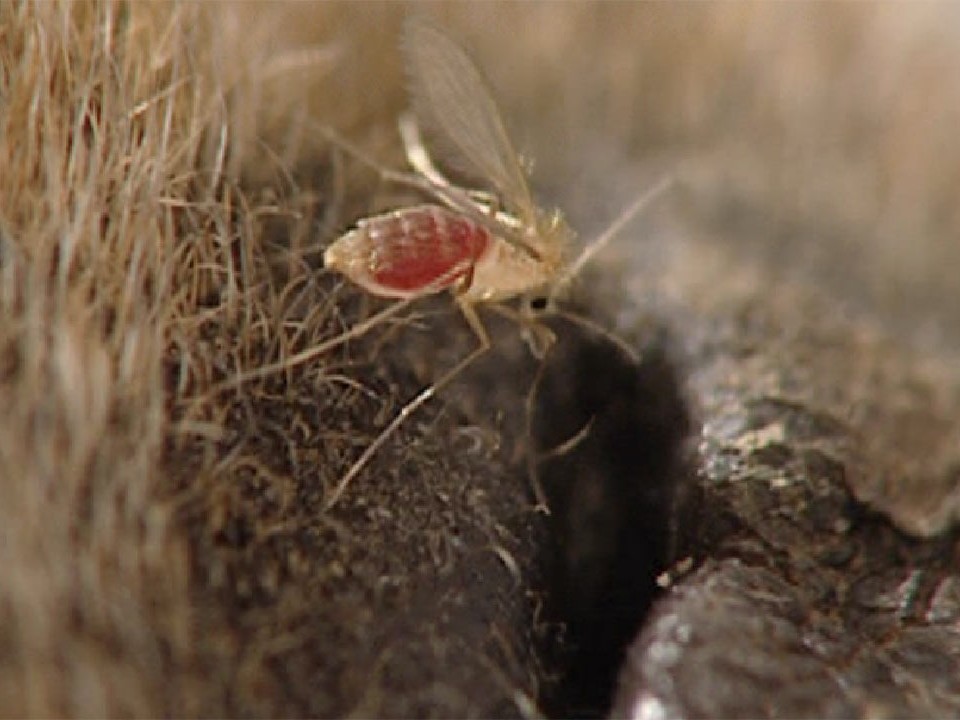 Etiology and Epidemiology (Distribution, Transmission)