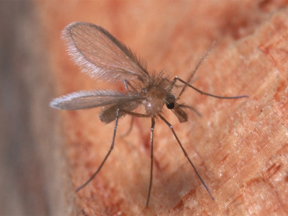 Prevalence of Infection and Coinfections