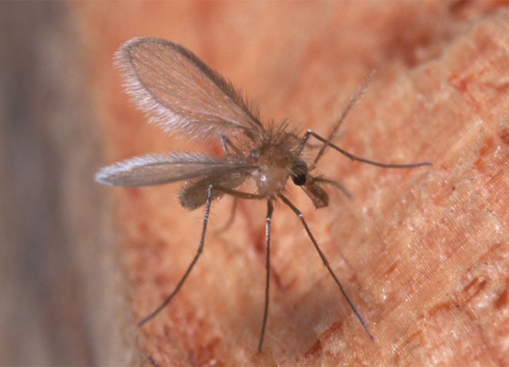 Prevalence of Infection and Coinfections