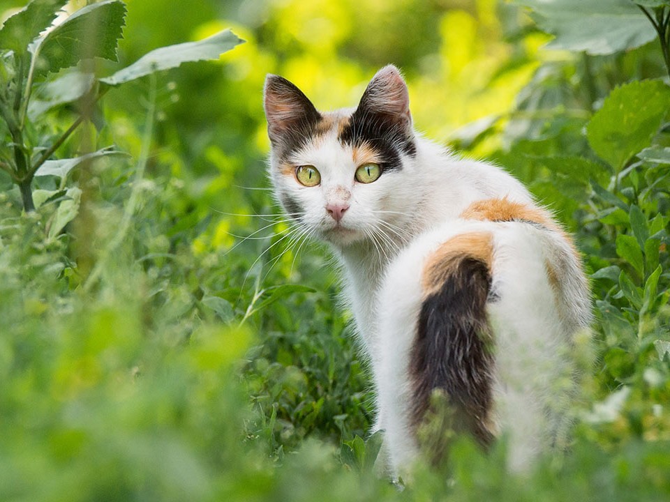 Prevention and Key Points