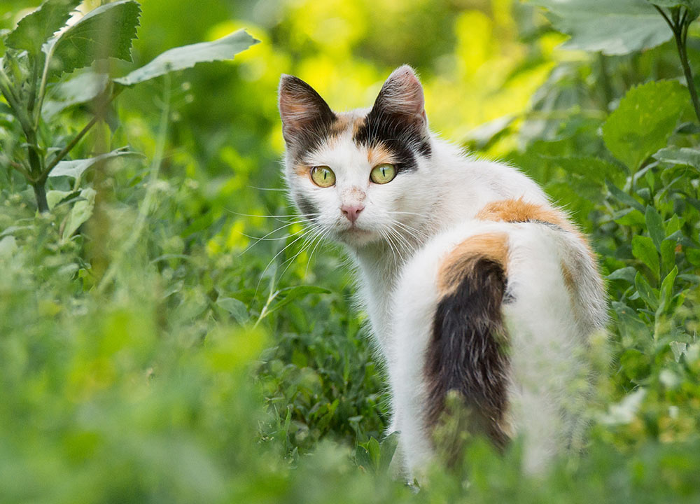 Prevention and Key Points